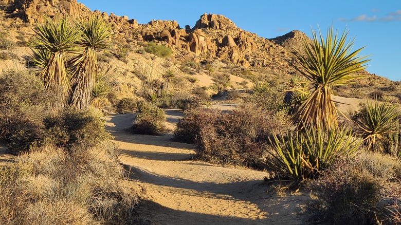 Lost Palms Oasis Trail no trees