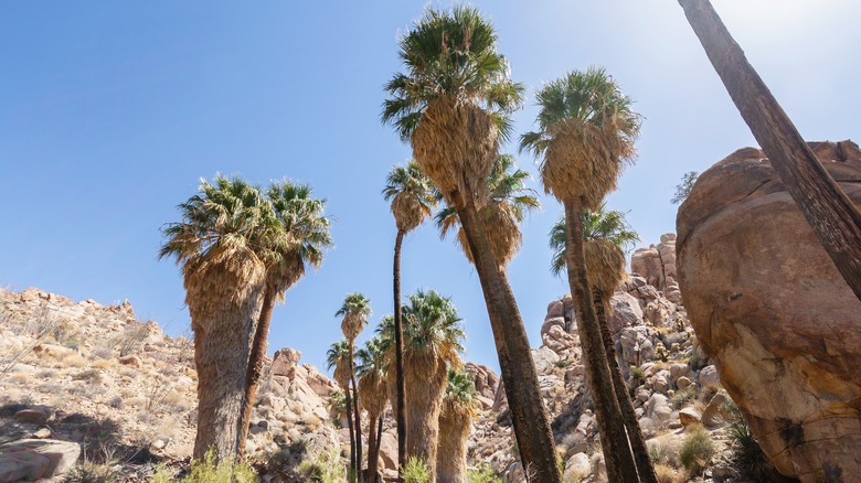 Lost Palms Oasis canyon low-angle trees