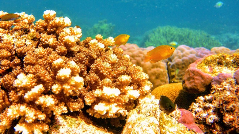 Colorful coral in Bunaken National Marine Park
