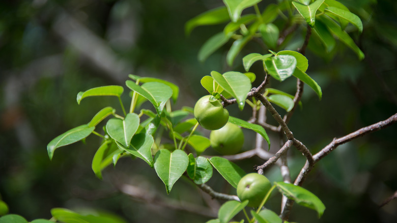 Deadly apples on Manchineel tree