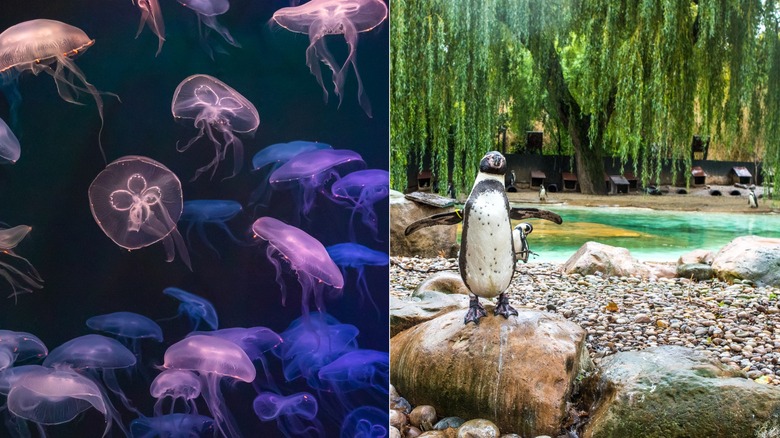 Aquarium jellyfish and zoo penguin