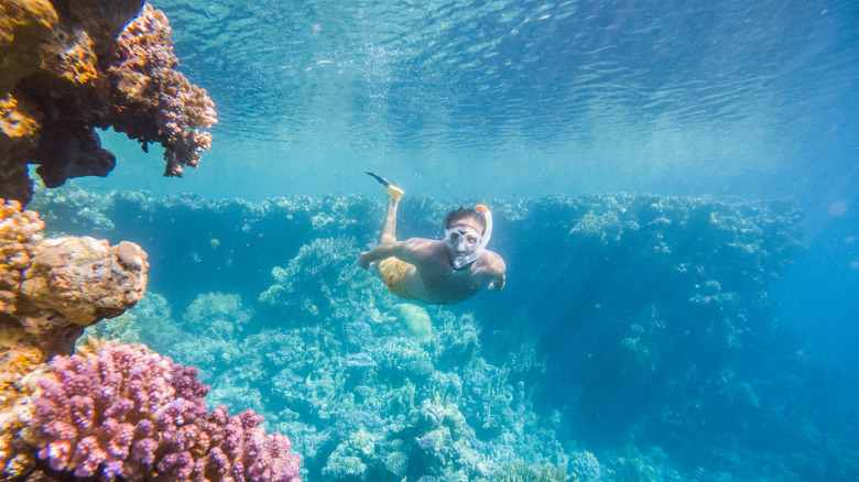 Snorkeler in the ocean