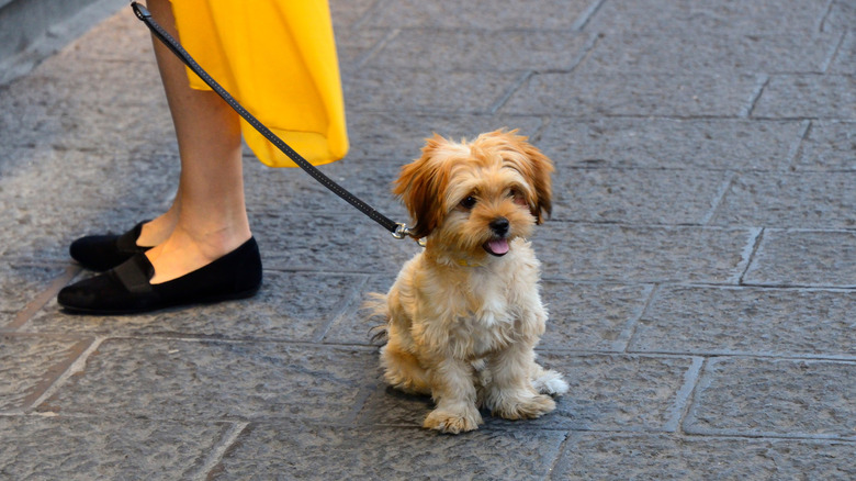 Small dog sitting by owner's feet