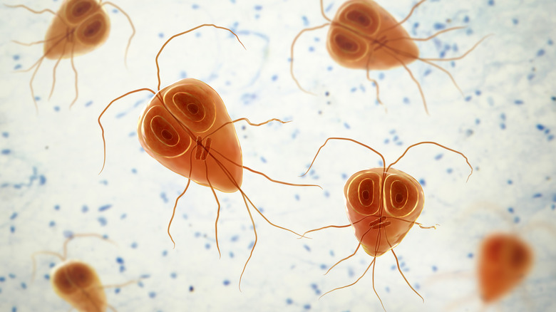 Giardia parasites under a microscope