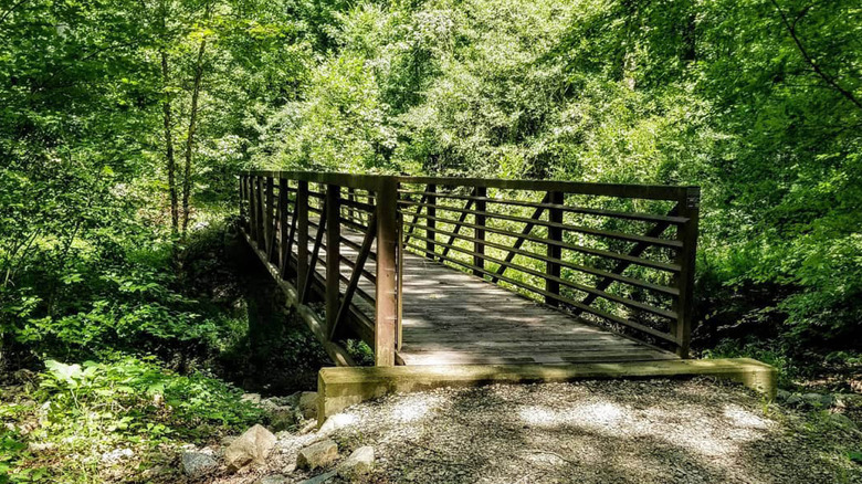 bridge over creek in forest