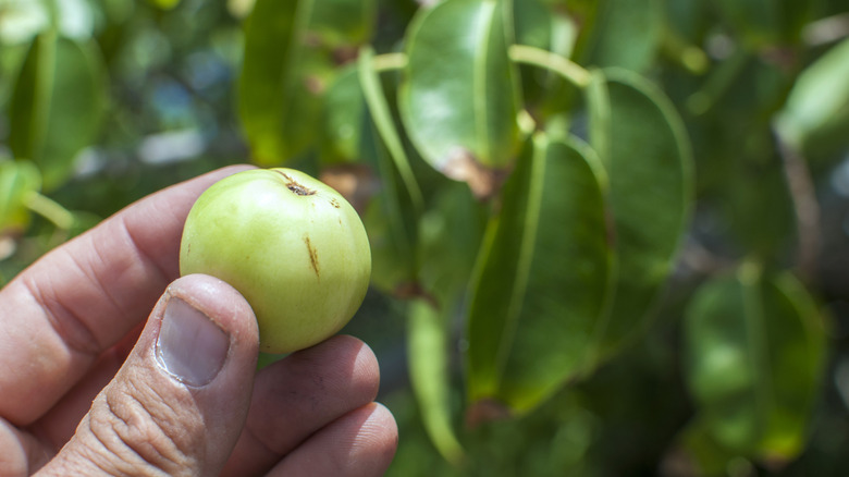 Little apple of death