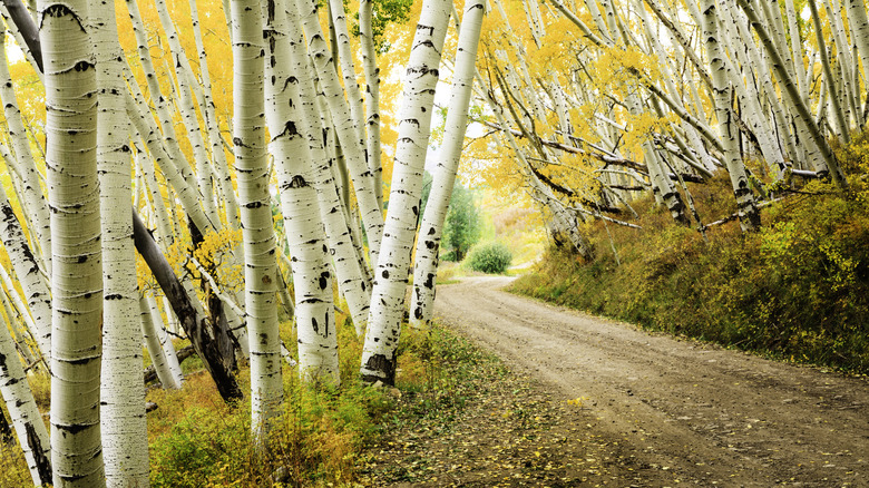 Golden Aspen in fall