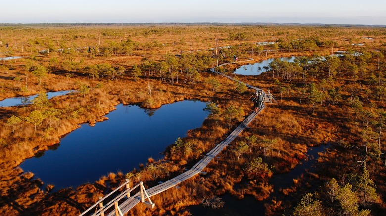 fall over the Kemeri Bog