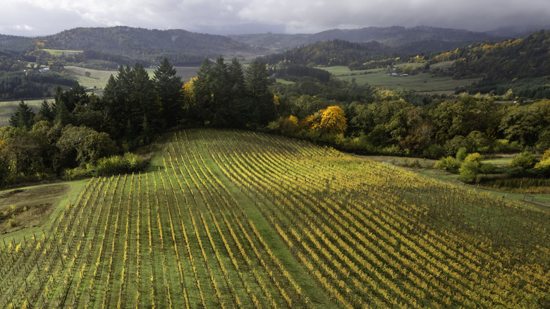 Willamette Valley vineyards in fall