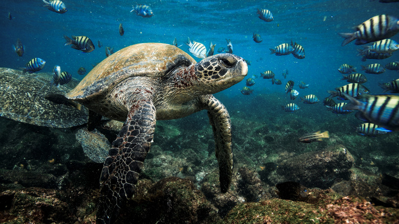 Turtle diving at Galápagos Islands