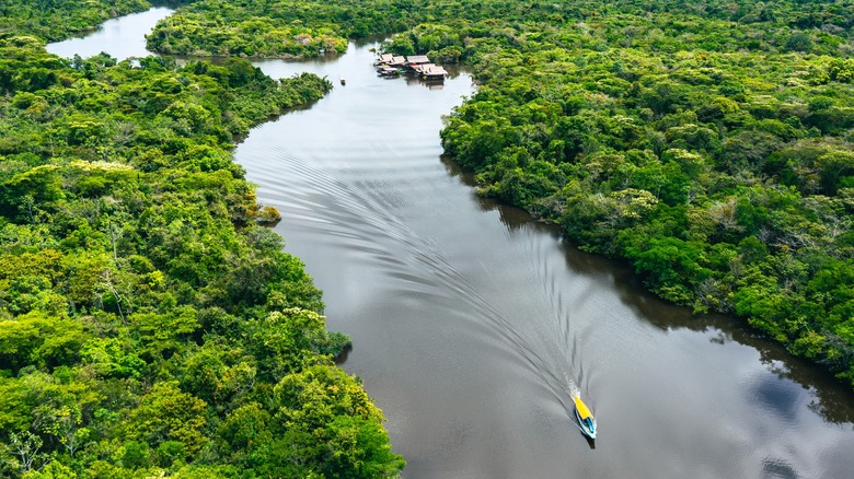 The Amazon Rainforest's river