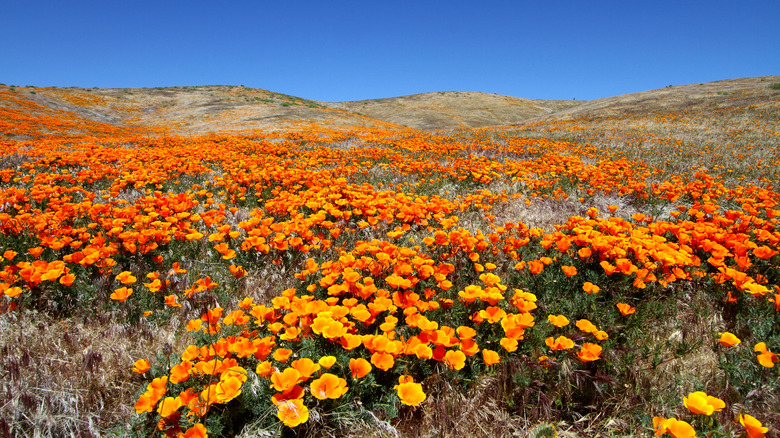 5 Places to See Stunning Wildflowers Across the U.S.