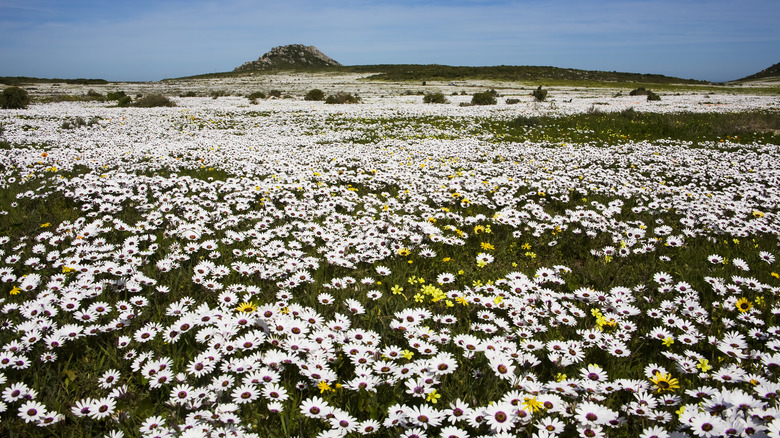 Cape Floral Region 