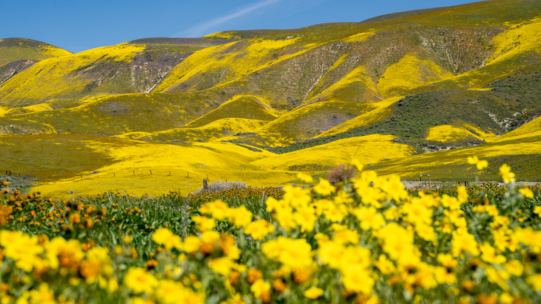 Carrizo Plain National Monument