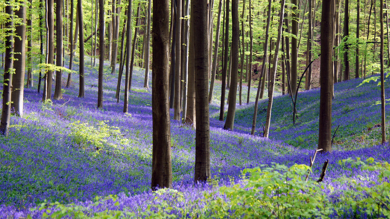 Hallerbos Forest (Halle, Belgium)