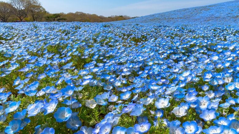 Hitachi Seaside Park (Hitachinaka, Japan)