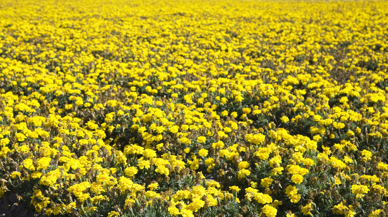 Lompoc Flower Fields (Lompoc, California)