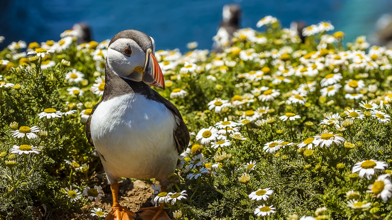 Skomer Island, Wales