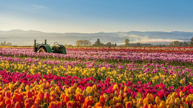 Wooden Shoe Tulip Farm