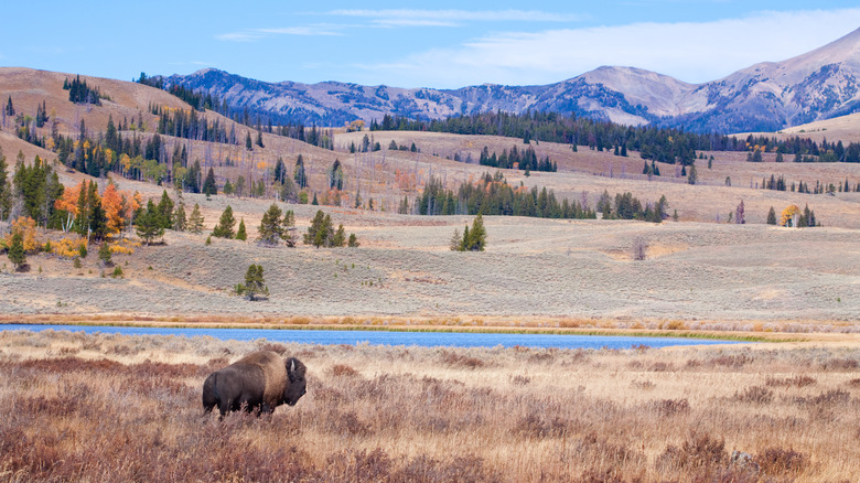 yellowstone in the fall