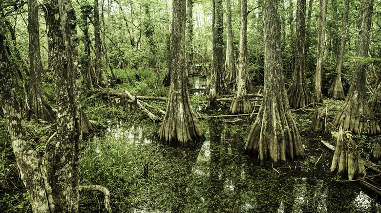 Everglades National Park cypress trees