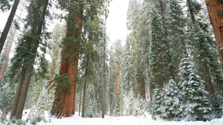 Snow-covered giant sequoia trees