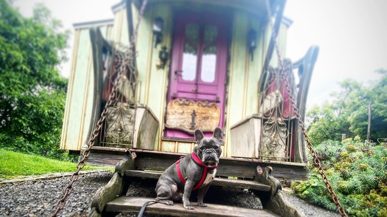 French bulldog sitting on steps of caravan cabin in Belgium