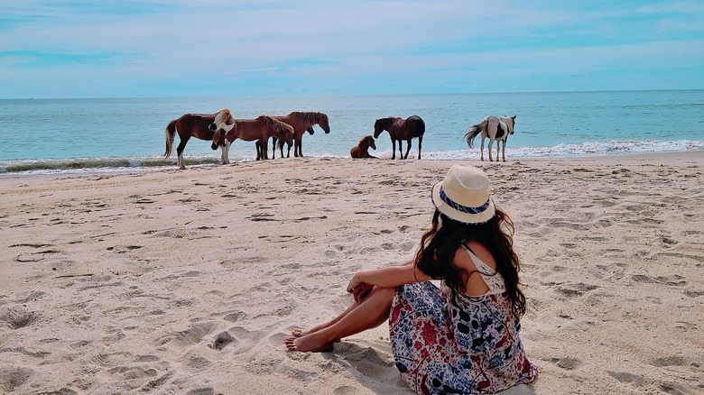 Wild horses on the beach