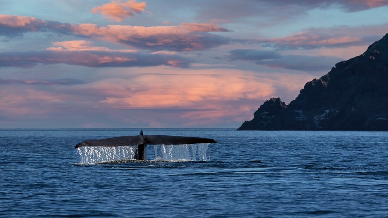 Whale watching near Loreto