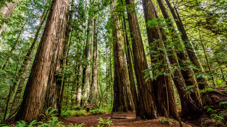 Redwood trees with bench for scale