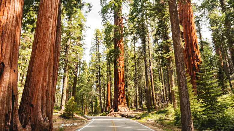 giant sequoia trees