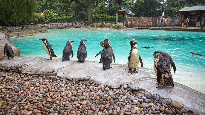 London Zoo's penguins