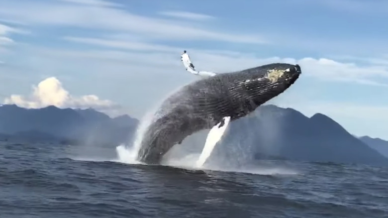 A Humpback Whale Breaches in Tofino