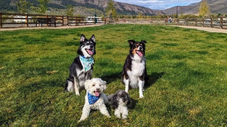 Dogs at Rocky Mountain 