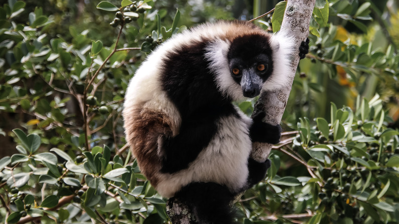 Lemur in Atsinanana