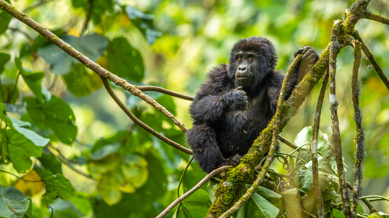 Mountain gorilla in Bwindi