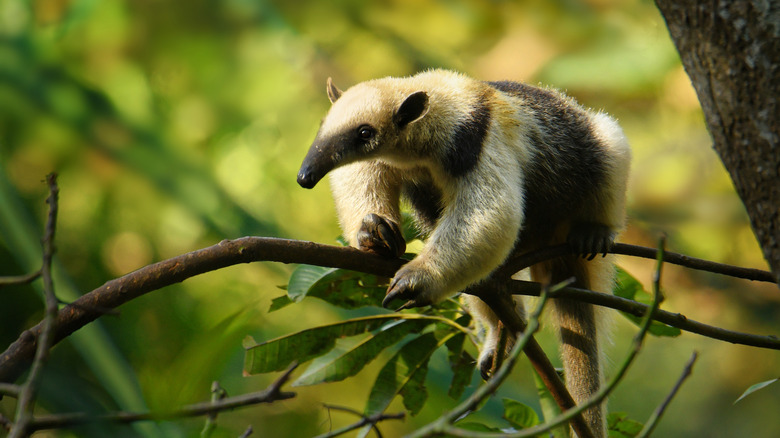  Tamandua in the wild