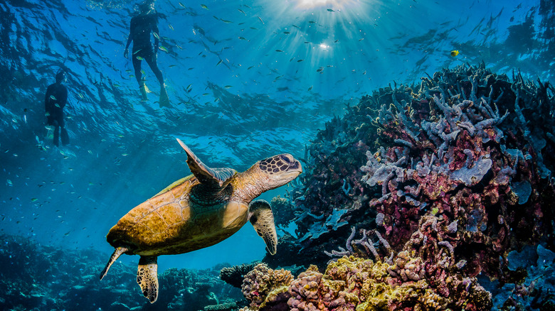 Great Barrier Reef