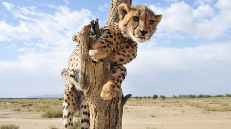 Cub in Kruger Park