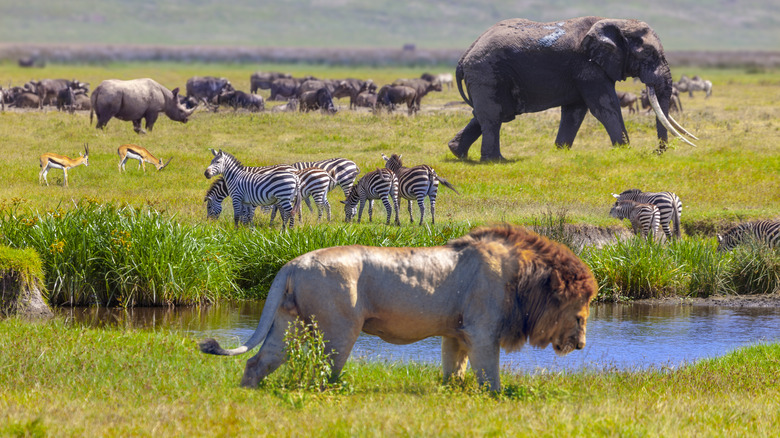 Animals in Serengeti National Park