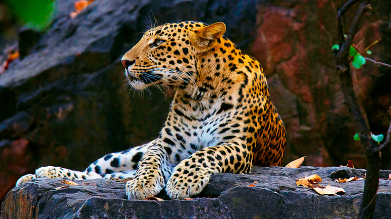 Leopard in Yala Park