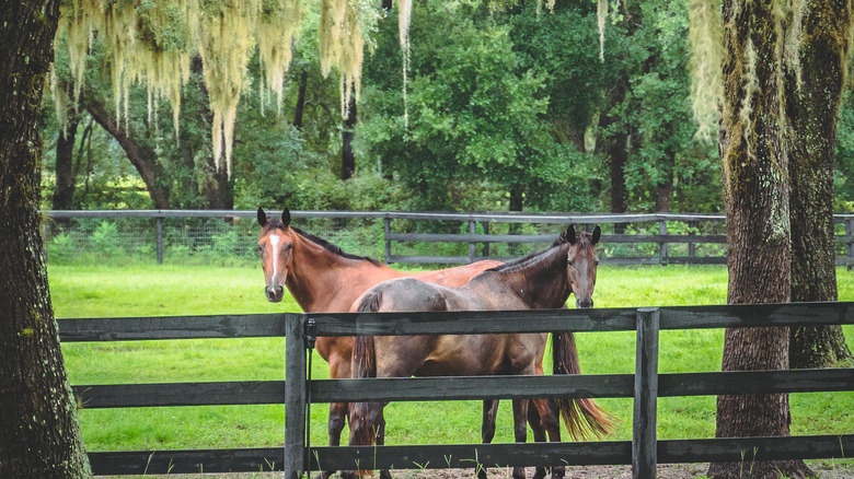 Horses on an Ocala farm 