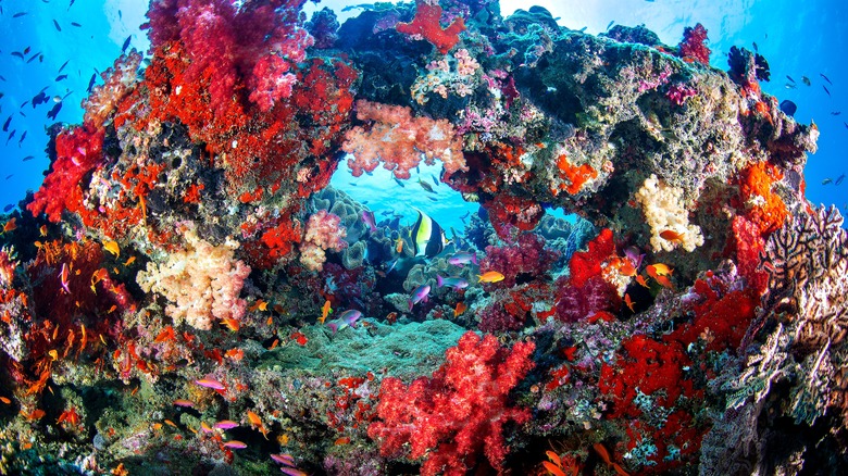 fish, coral in Fiji water