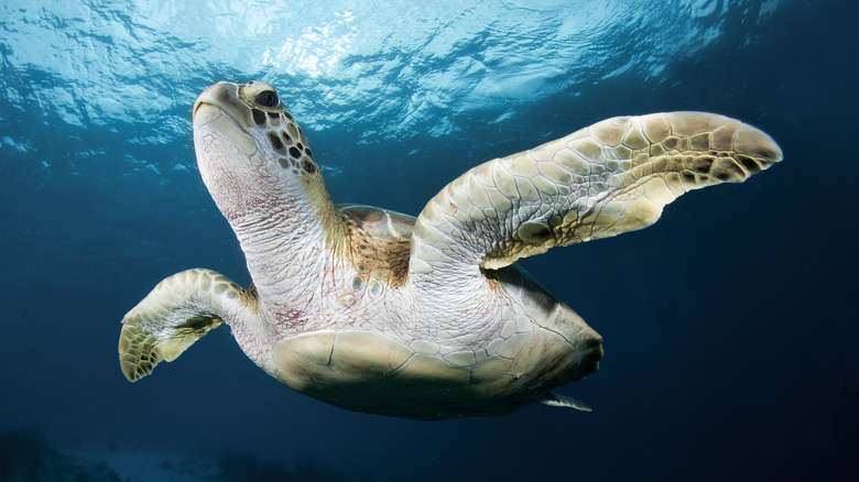 sea turtle swimming in Bonaire