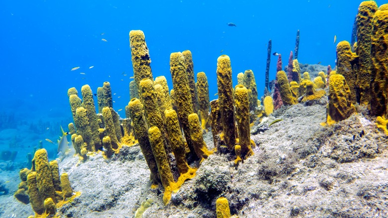 Champagne Reef coral