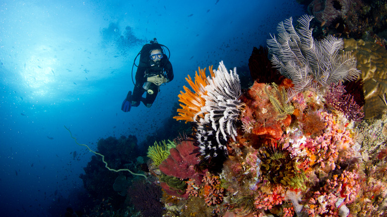 Komodo Island, Indonesia scuba diver