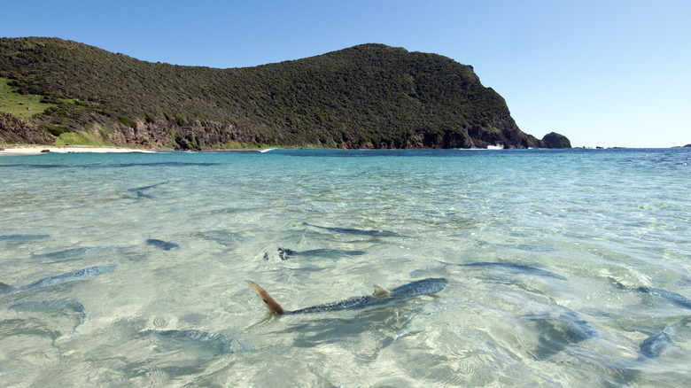 Lord Howe Island, Australia waters