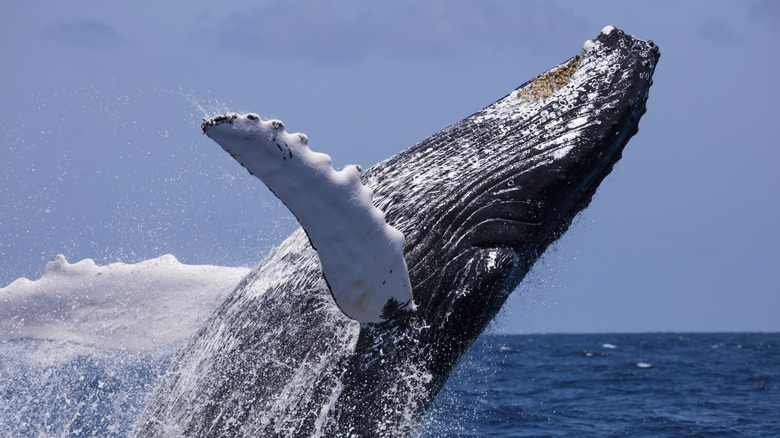 humpback whale at Silver Bank