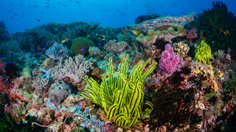 colorful Coral Triangle, Asia Pacific