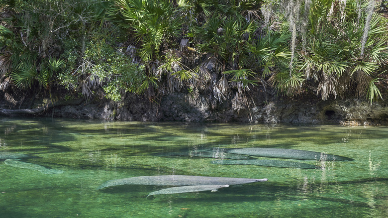 Manatees at Blue Spring Park